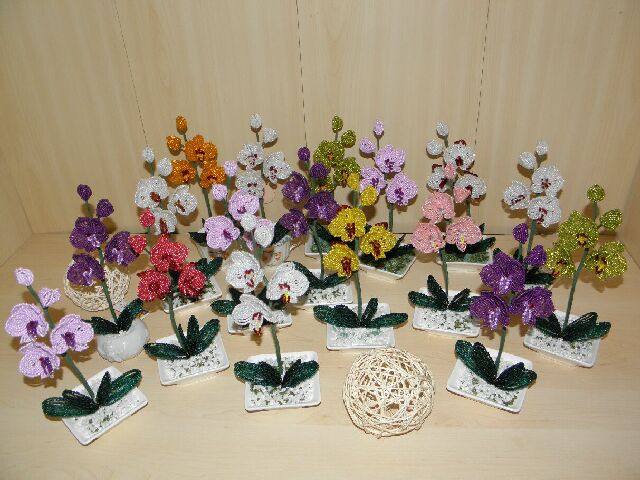 Mini orchids
