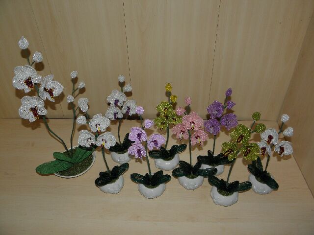 Mini orchids picture no. 2