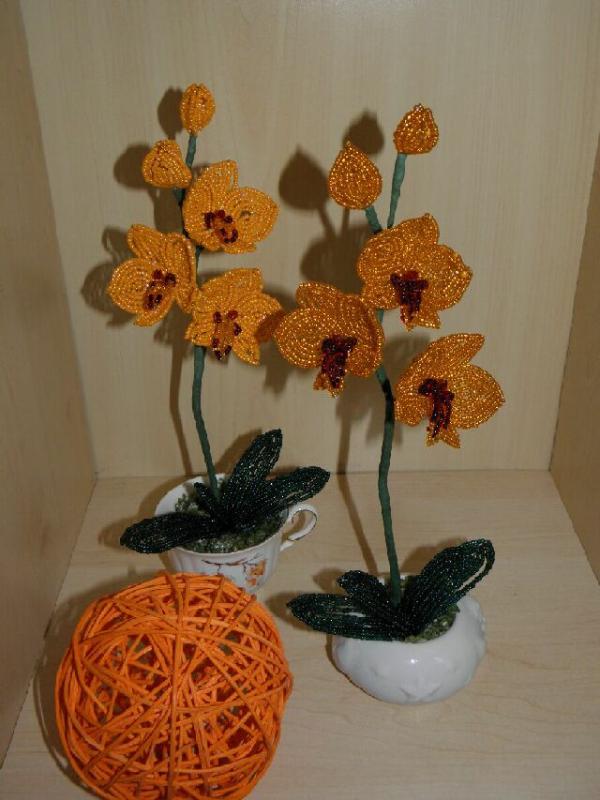 Mini orchids picture no. 3