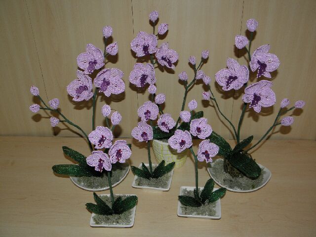 Orchids " rose "