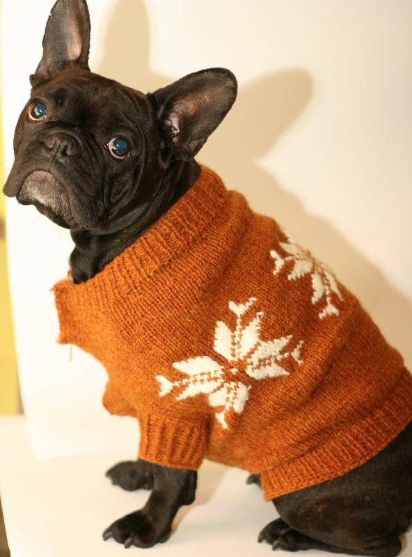 Sweater puppy