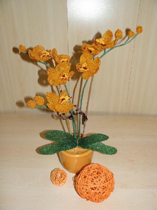 Orchideja " Orange_Large "