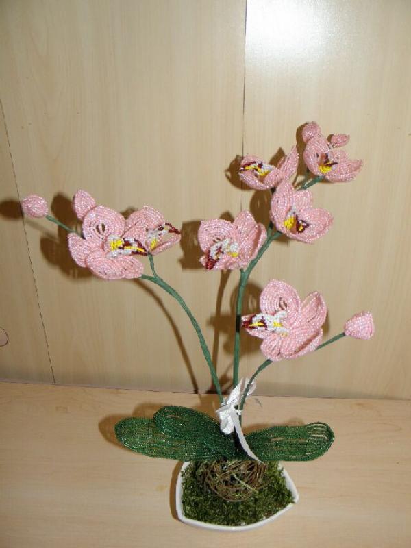 Orchideja " Peach "