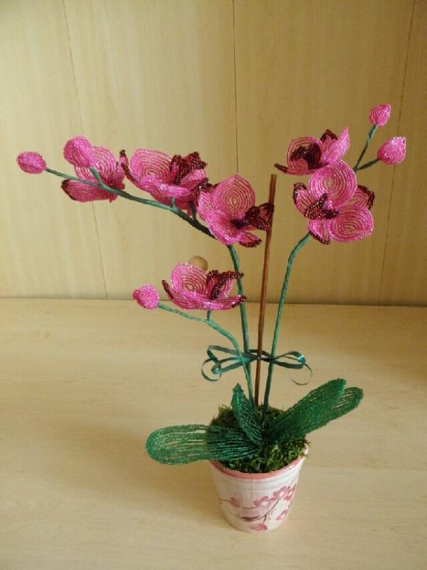 Orchideja " Rubin "