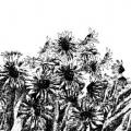 Sunflowers - Computer graphics - drawing