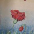 poppy - Pictures - drawing