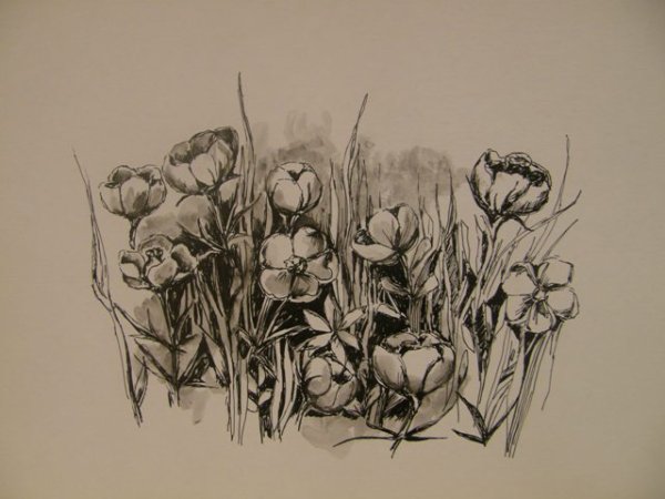 grasslands - Pictures