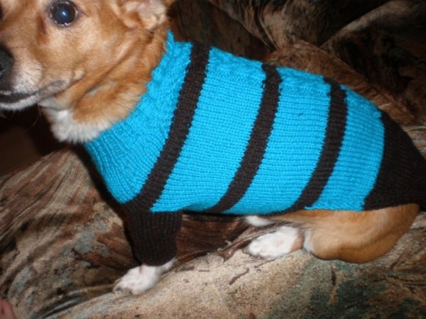 sweater puppy - For pets