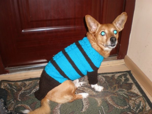 sweater puppy 2