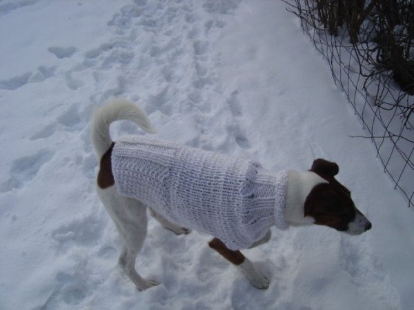 Sweater puppy 2