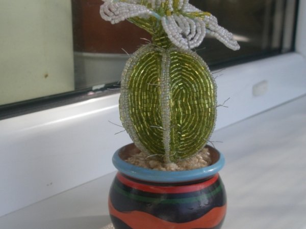 Spring cactus - Biser