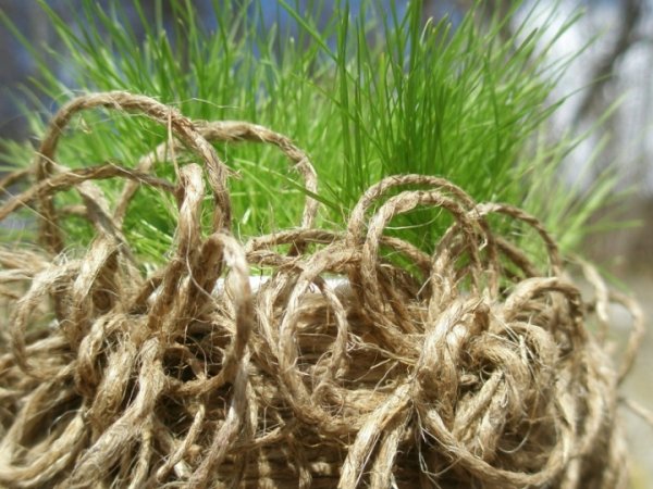Easter grass pasipuošusiame cup :) 2