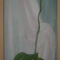 Orchid - Oil painting - drawing