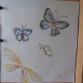 Butterflies - Pictures - drawing