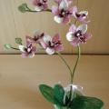 Orchideja " Meiles geometry " - Biser - beadwork