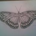 Butterfly - Pencil drawing - drawing