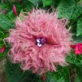 Pink dream - Brooches - felting