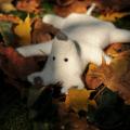 White rats :) - Dolls & toys - felting