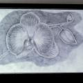 " Orchideja " - Pencil drawing - drawing