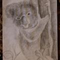 Koala - Pencil drawing - drawing
