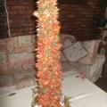 dumplainiu tree - Floristics - making