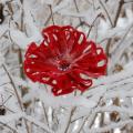 Hot red flower - Flowers - felting