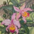 Orchideja - Serigraphy - drawing