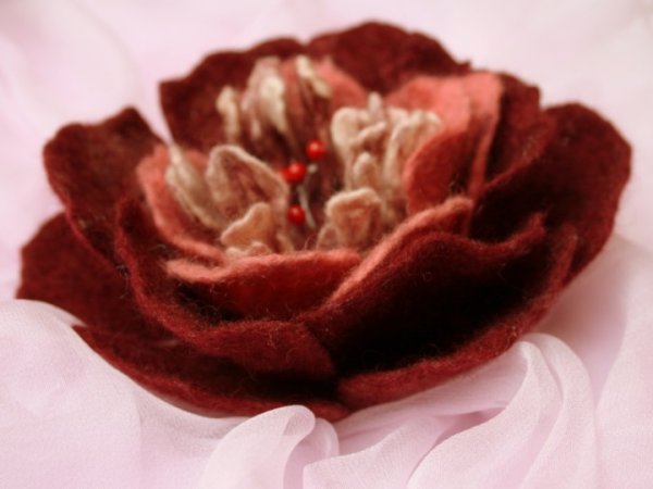 Roze "Clementina  Carbonieri " 3