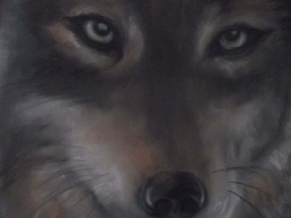 Wolf - Pictures
