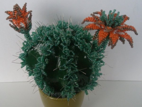 Pražidėjas cactus - Biser