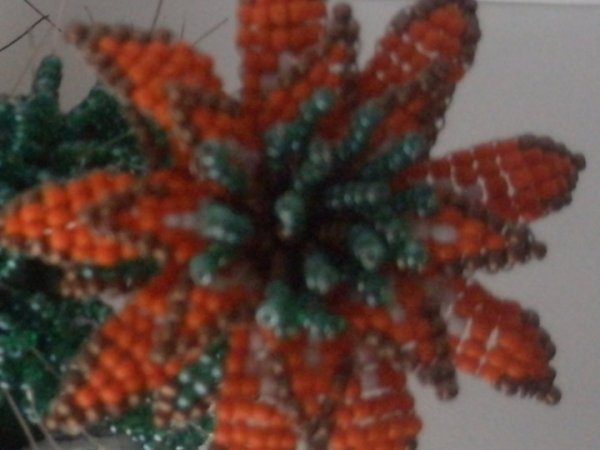 Pražidėjas cactus 2