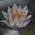 Water lily - Pictures - drawing