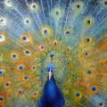 " Tibetan peacock " 120x80 - Oil painting - drawing