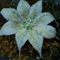 Anemone - Flowers - felting