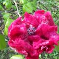 Red flower - Flowers - felting