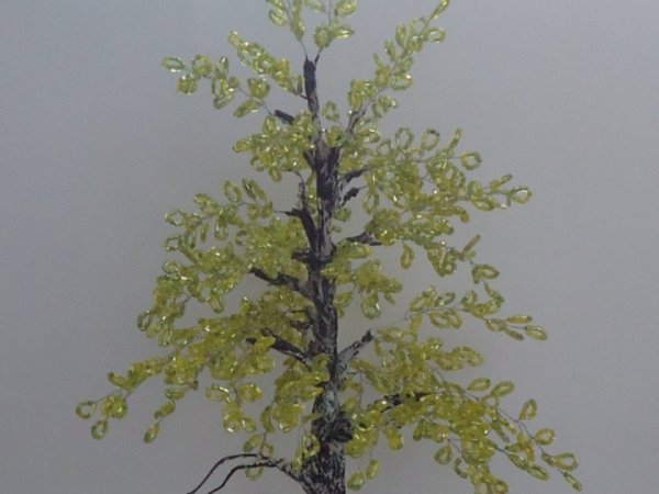 Birch 3