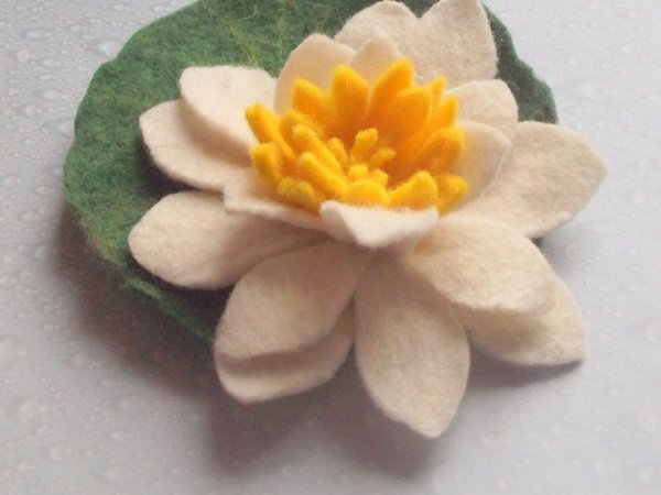 white water lily - Flowers