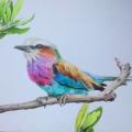 Lilac Roller bird - Pencil drawing - drawing