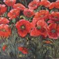 " Poppy " - Oil painting - drawing