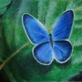 Blue butterfly - Acrylic painting - drawing