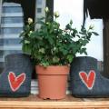 My Heart .. - Shoes & slippers - felting