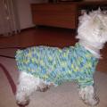 Puppy sweater - For pets - knitwork