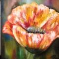 Trilogy " poppy blooms " - Oil painting - drawing