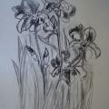 Irises - Pictures - drawing