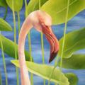 Flamingo 50x62 - Oil painting - drawing