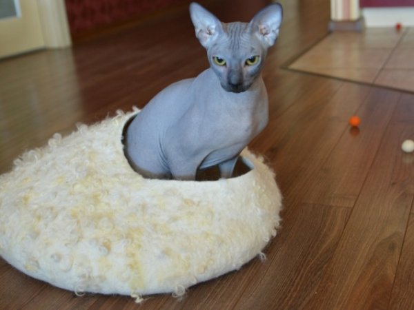Cat maisonnette 2