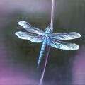 Dragonfly 45x40 - Oil painting - drawing