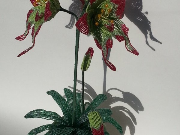 Giperastrum 2