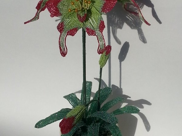 Giperastrum 3