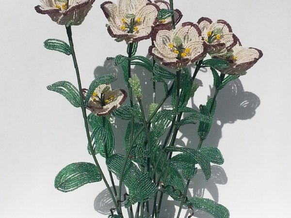 Eustoma - Biser